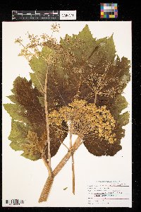 Heracleum sphondylium image
