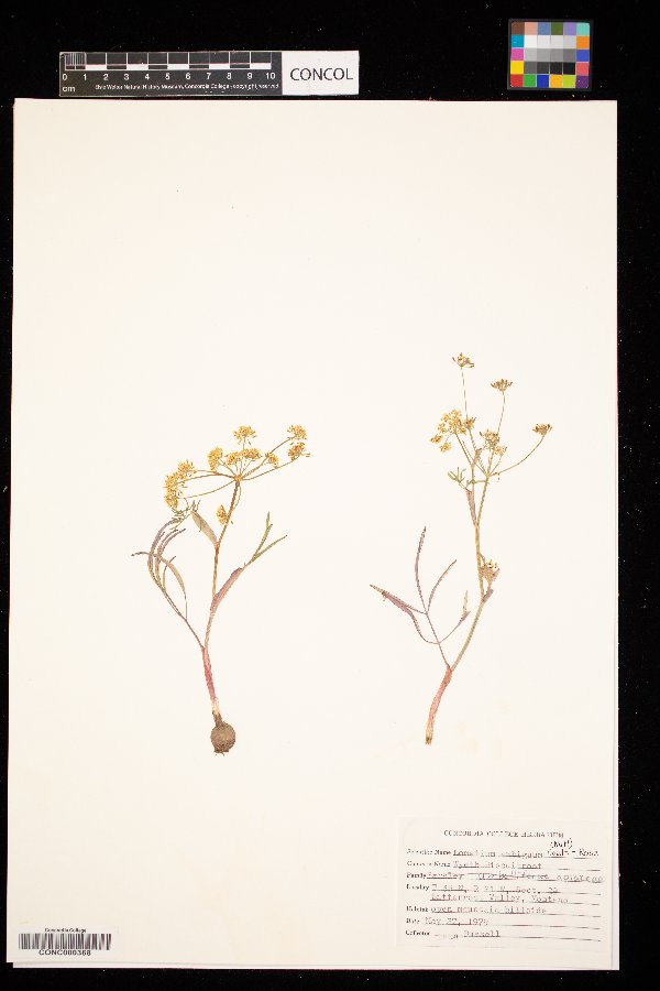 Lomatium ambiguum image