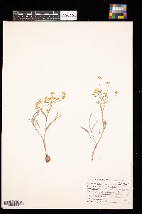 Media resource of Lomatium ambiguum