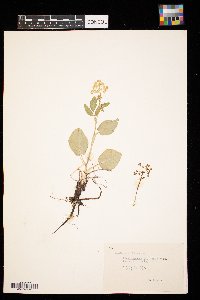 Zizia aptera image