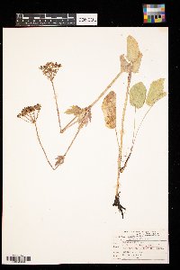 Zizia aptera image
