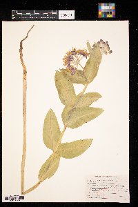 Asclepias speciosa image