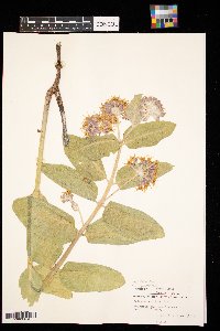 Asclepias speciosa image