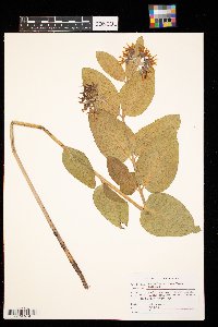 Asclepias speciosa image