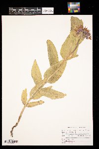 Asclepias speciosa image