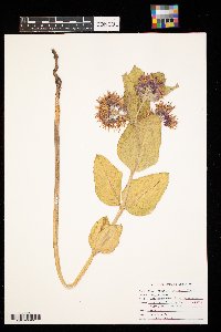 Asclepias speciosa image