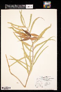 Asclepias viridiflora image