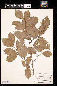 Ilex opaca image