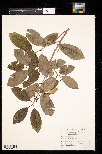 Ilex opaca image
