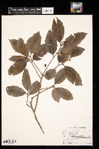 Ilex opaca image