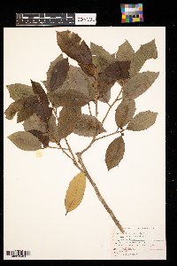 Ilex opaca image