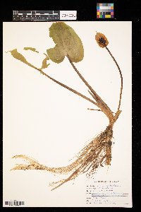 Calla palustris image