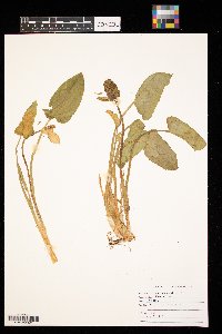 Calla palustris image