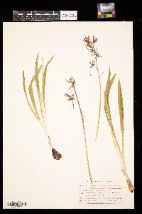 Camassia quamash image