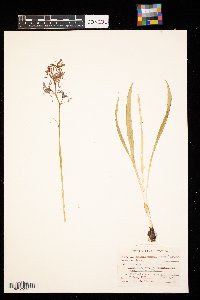 Camassia quamash image