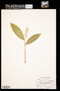 Convallaria majalis image