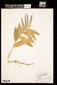 Maianthemum stellatum image