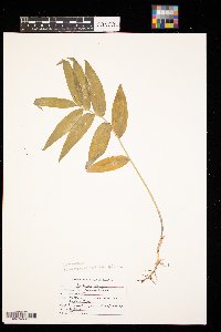 Maianthemum stellatum image