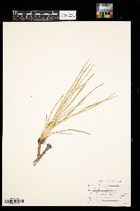 Yucca glauca image