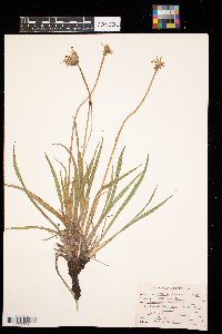 Agoseris glauca image