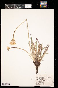 Agoseris glauca image