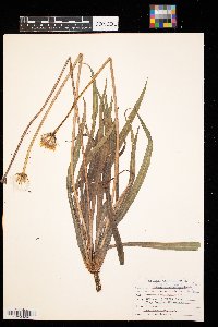 Agoseris glauca image