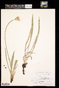 Agoseris glauca image