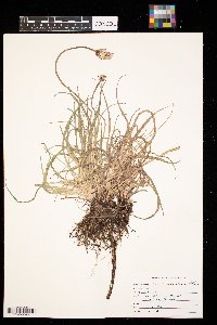 Agoseris glauca image