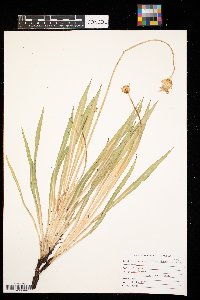 Agoseris glauca image
