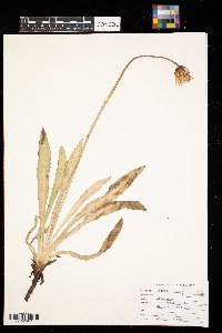 Agoseris glauca image
