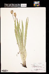 Agoseris glauca image