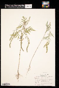 Ambrosia artemisiifolia image