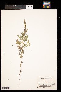 Ambrosia artemisiifolia image