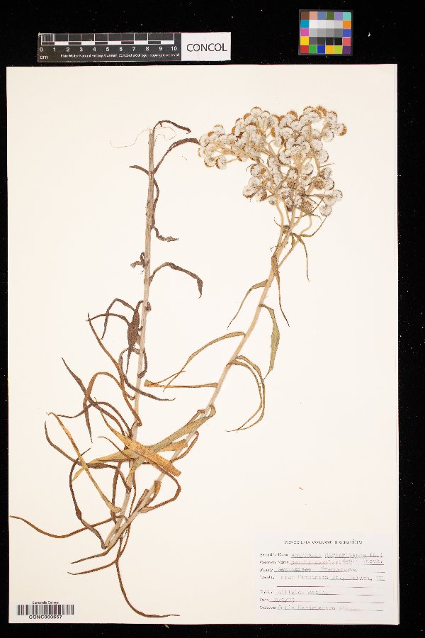 Anaphalis margaritacea image