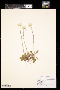 Antennaria howellii subsp. canadensis image
