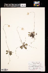 Antennaria neglecta image