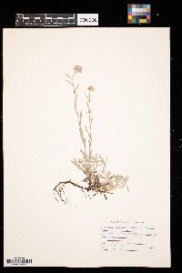 Antennaria rosea image