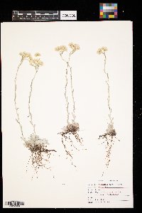 Antennaria rosea image