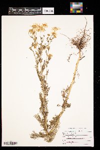 Anthemis cotula image