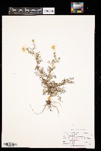 Anthemis cotula image