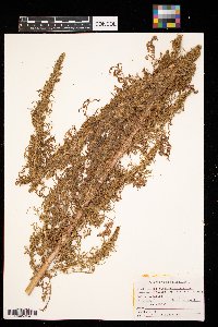 Artemisia biennis image