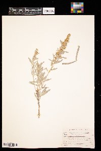 Artemisia cana image