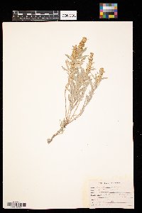 Artemisia cana image