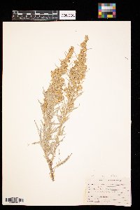 Artemisia cana image