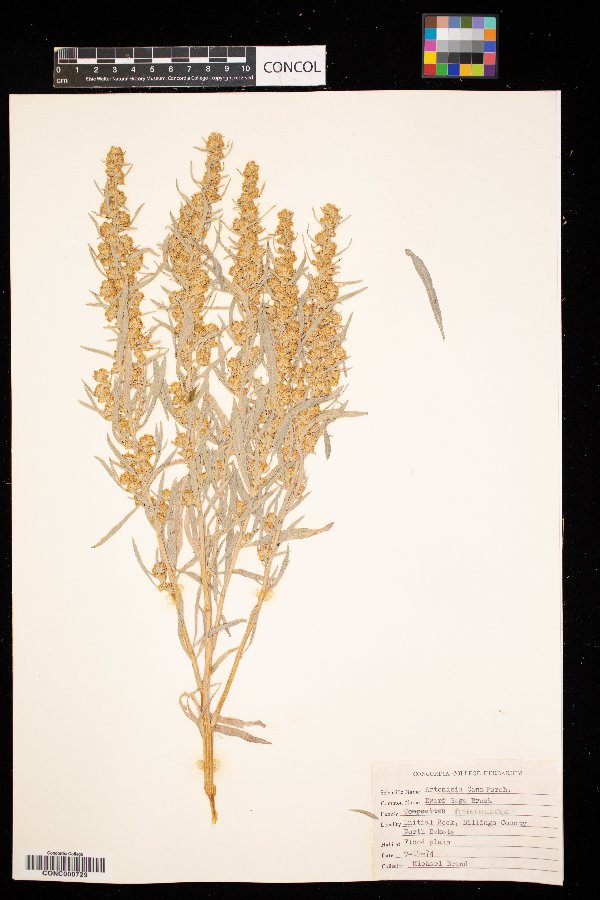 Artemisia cana image