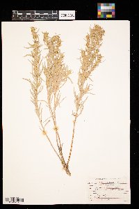 Artemisia cana image