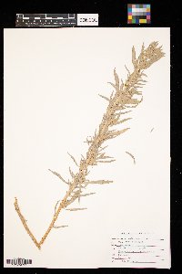 Artemisia cana image