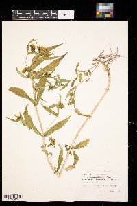 Bidens cernua image