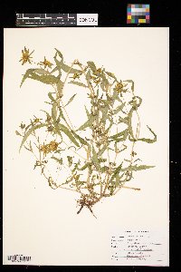 Bidens cernua image