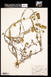 Bidens cernua image